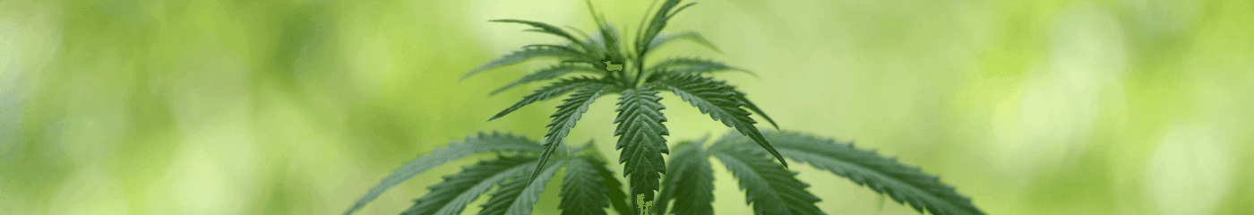 grüne Cannabis Pflanze 